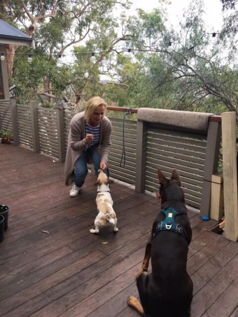 Monika Taus training with two dogs on a deck, creating a heartwarming scene of companionship and joy.