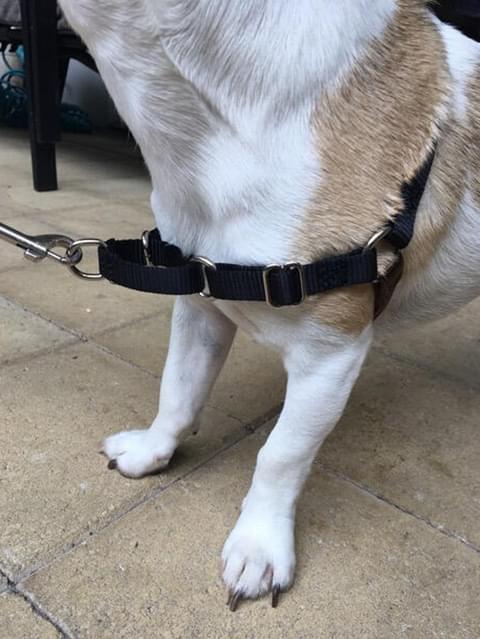 Front attachment hook on dog harness
